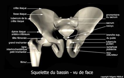 Bassin squelette de face schéma Os et Muscles Vulgaris Médical