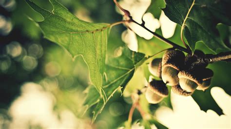 How does an acorn grow into a tree? Oak Tree Acorn Cluster and Leaves | NATURE