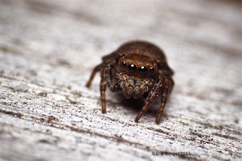 Small Brown Jumping Spider Sitticus Caricis Flickr Photo Sharing