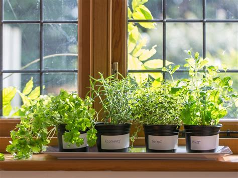 Find the perfect window sill garden stock photos and editorial news pictures from getty images. How to Plant a Windowsill Herb Garden | how-tos | DIY