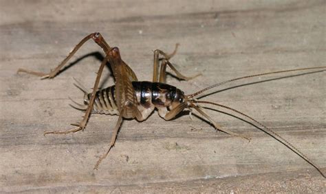 Camel spiders have become famous since the beginning of the 2000s, when the first american soldiers entered iraq. Meet the Camel Cricket - The Infinite Spider
