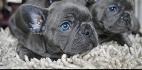 French bulldog oscar is from the champion bloodline. BLUE LILAC KC French bulldog puppies | Uxbridge, Middlesex ...