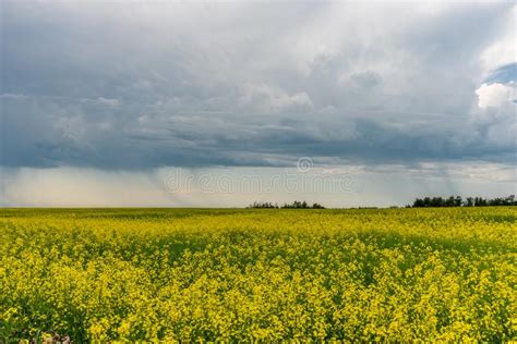 Prairie Storms Sweep Over Canola Fields Stock Photo Image Of Storms