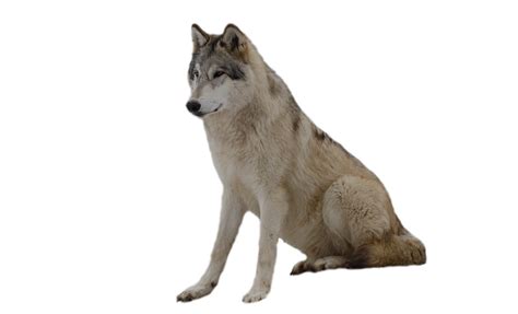 Wolf Png Images Transparent Free Download Pngmart