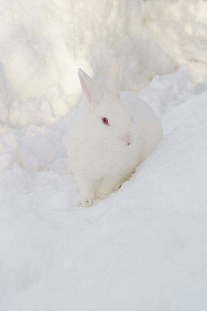 Snow Bunny Snow Scenes Winter Scenes Beautiful Creatures Animals