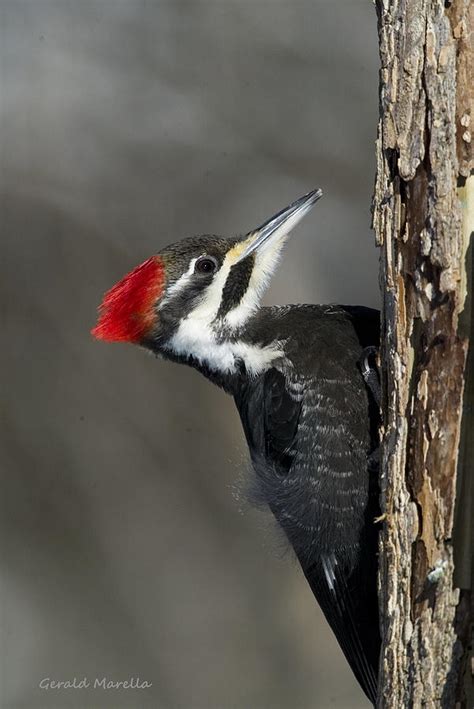 Female Pileated Woodpecker Photograph By Gerald Marella