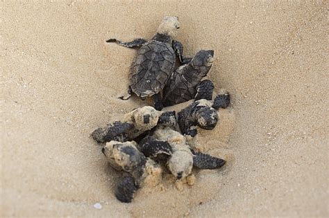 The hawksbill sea turtle is a critically endangered sea turtle that is found in tropical waters all around the world. Hawksbill Sea-turtle | People Resources and Conservation ...
