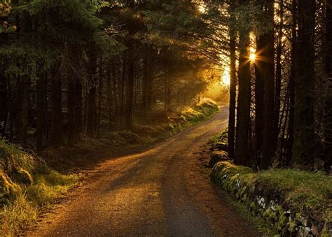 Image Result For Morning In The Forest Sunrise Photography Forest