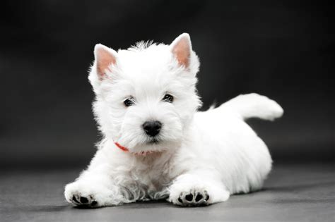 West Highland White Terrier Puppies Care Training And More Pawzy