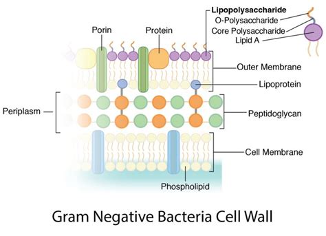 Gram Negative Bacteria Cell Wall Cell Wall Gram Negative Bacteria