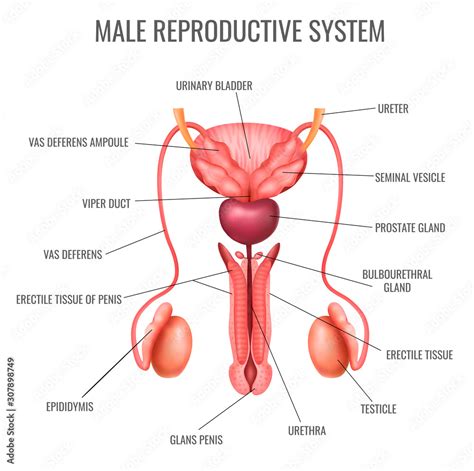 Realistic Male Reproductive System Stock Vector Adobe Stock