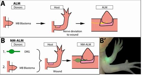 Figures And Data In Neural Control Of Growth And Size In The Axolotl