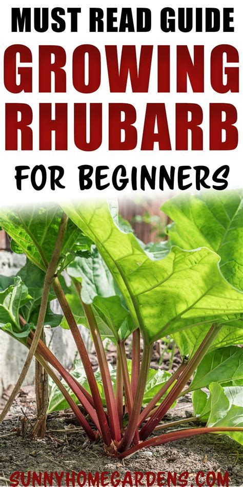 How To Grow And Care For Rhubarb Rhubarb Plants Growing Rhubarb Rhubarb