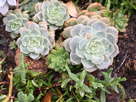 Pin By Succulent Lover On Judy Ms Succulent Collection Australia