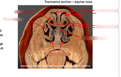 Equine Nasal Cavity Diagram Quizlet