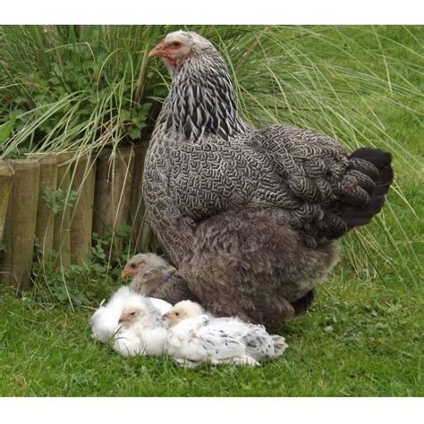 Gallina Brahma 】características Alimentación Crianza Y Más