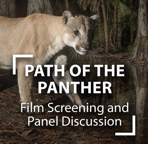 film screening panel path of the panther global indigenous forum