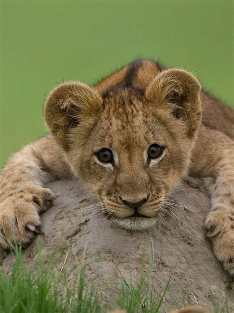 Find a big range of animal pictures to use as you please. Cute Baby Animals of Africa - Slapped Ham