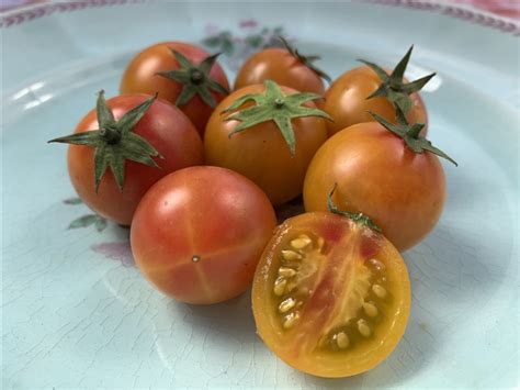 Isis Candy Cherry Tomato Seeds Tomatofest Organic