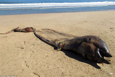Mystery Sea Creature Resembling A Dolphin And A Whale Washes Up Dead On