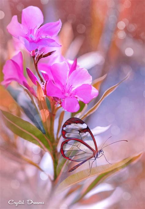Сrystal Butterfly Цветы Фото цветов Полевые цветы