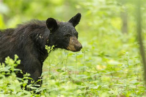 American Black Bear Shenandoah National Park Us National Park Service