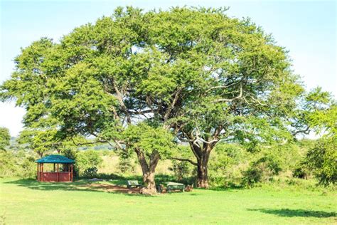 Eating And Resting Place Under A Huge African Tree Stock Photo Image