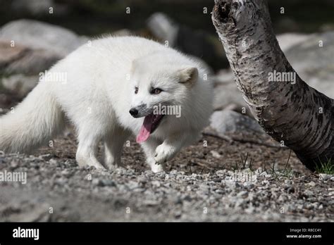 Arctic Fox In Norway Endangered Species Stock Photo Alamy