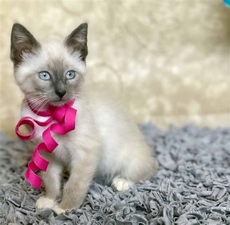 Beautiful Siamese kittens - Petclassifieds.com