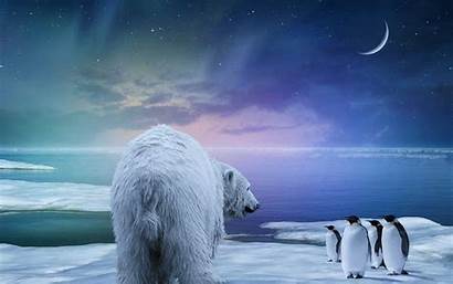 Polar Bear Penguins Starry Moon Desktop Sky