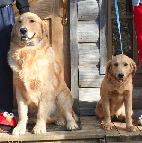 Miniature Vs Standard Golden Retriever Which Is Right For You