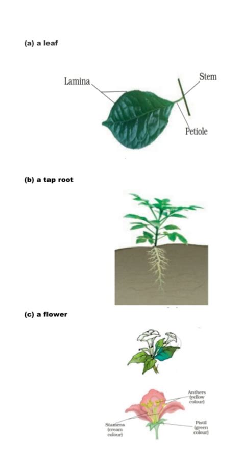 Ncert Solutions For Class 6 Science Chapter 7 Getting To Know Plants