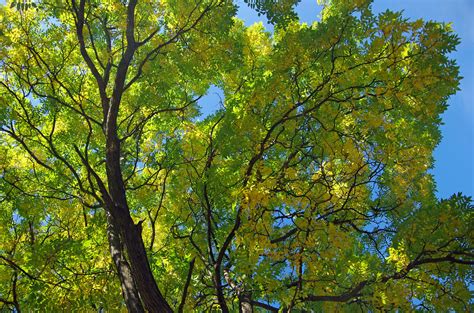 Jun 07, 2021 · treehugger / hilary allison. Trees With Pinnately and Bipinnately Compound Leaves