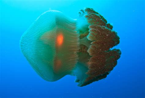 What Is The Most Deadliest Jellyfish On Earth The Earth