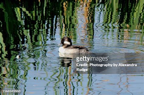 Female Bufflehead Duck High Res Stock Photo Getty Images