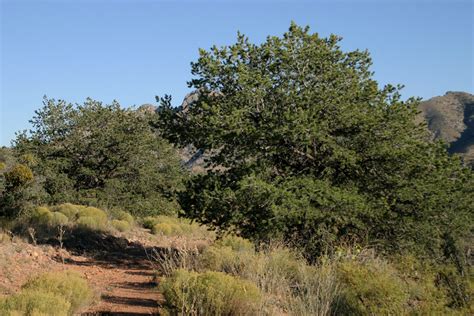 Nmsu Selected Plants Of Navajo Rangelands