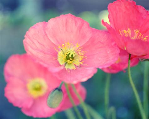Check spelling or type a new query. Garden by the sea - Photography blog by Lupen Grainne ...
