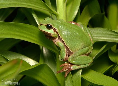 Common Tree Frog Photos, Common Tree Frog Images, Nature Wildlife
