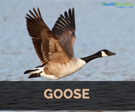 Goose Facts Health Benefits And Nutritional Value