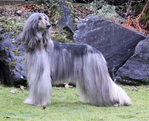 Afghan Hound Breed Info And Care