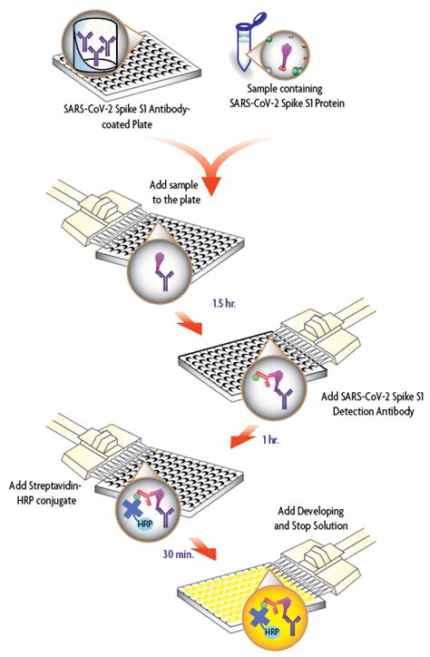 Sars Cov 2 Spike S1 Protein Elisa Kit