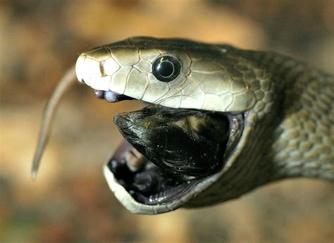 It belongs to the elapidae family. Black Mamba | Fun Facts You Need to Know!