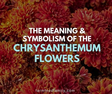 The Fascinating Symbolism And Meaning Behind Chrysanthemum Flowers