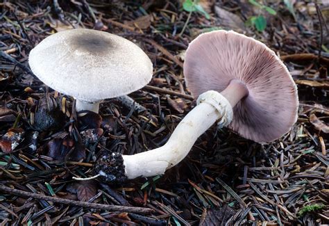 California Fungi Agaricus Deardorffensis