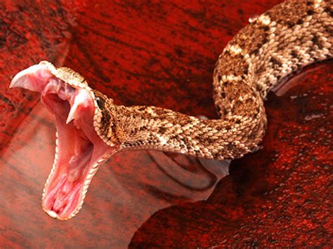 15 Most Venomous Snakes In The World Have You Seen