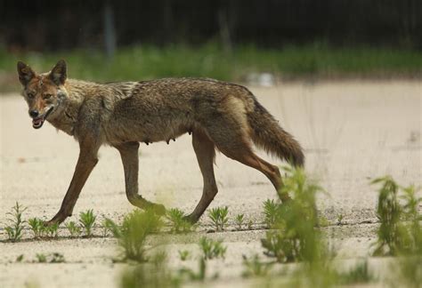 Borough Warns Residents Of Possible Coyote Sighting