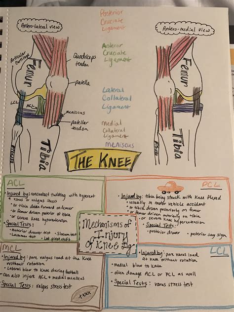 The Knee Injuries Physical Therapy Student Physical Therapist