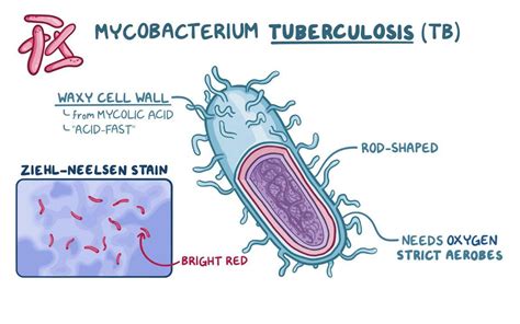 Mycobacterium Tuberculosis Tuberculosis Video Osmosis