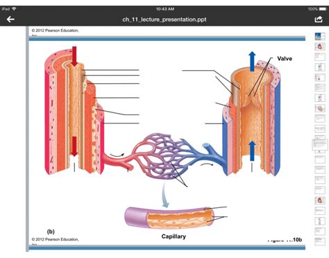 There are three major types of blood vessels: Vein and artery labeling - PurposeGames