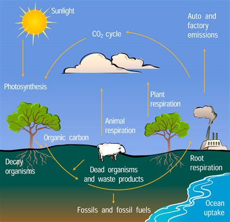 The Carbon Cycle Ucar Center For Science Education